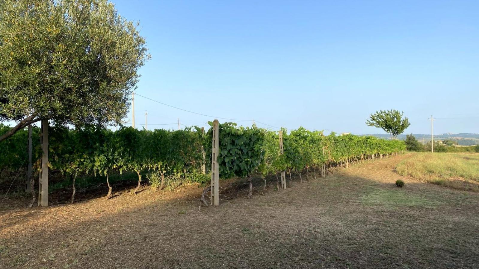 Agriturismo Uliveto Gretacci Montemerano Kültér fotó