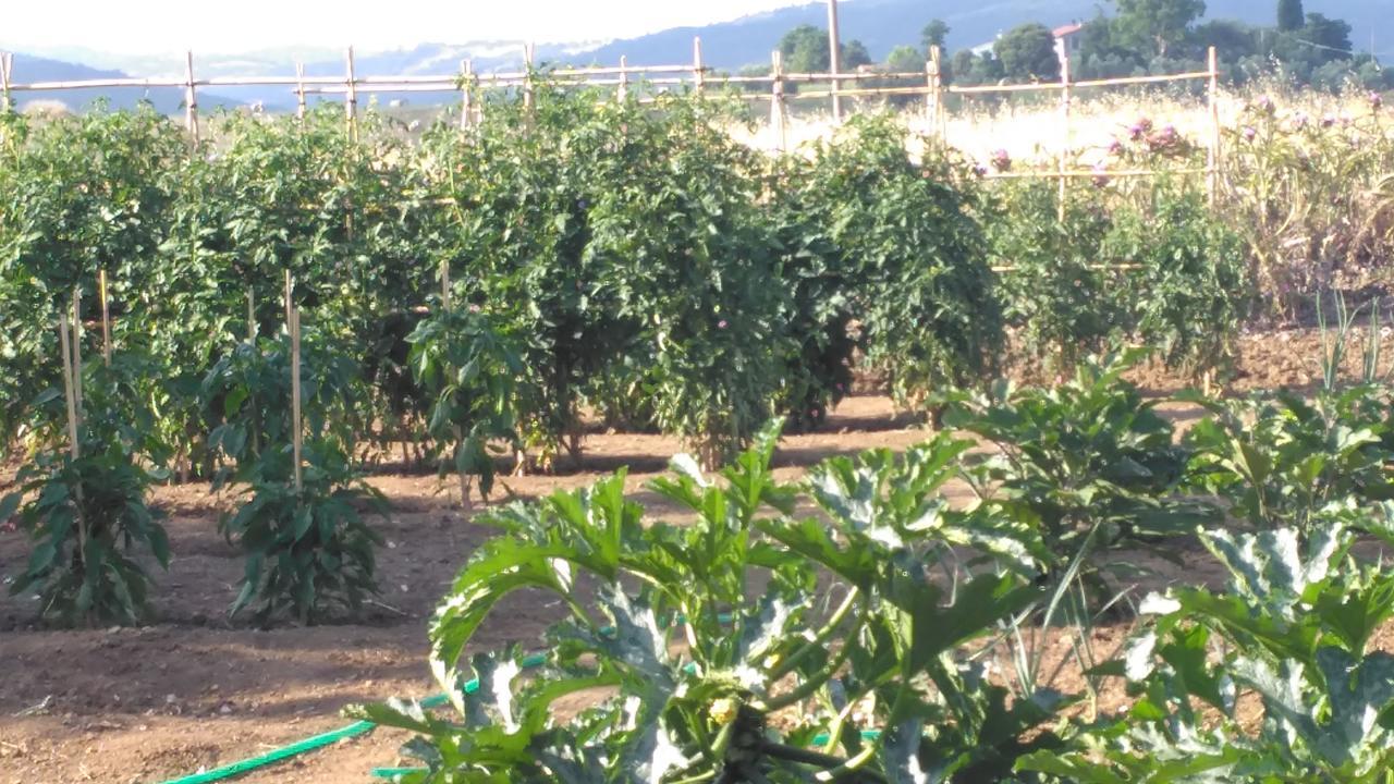 Agriturismo Uliveto Gretacci Montemerano Kültér fotó