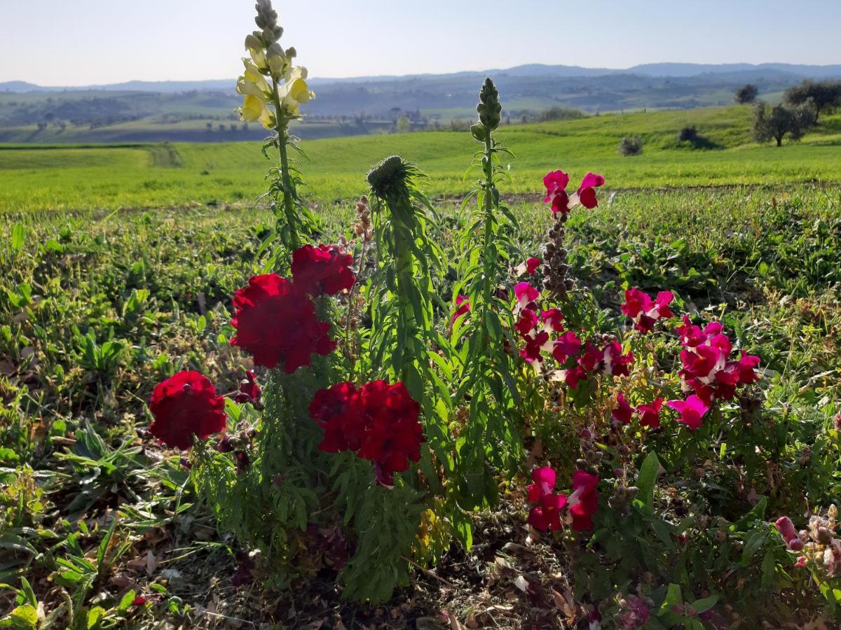 Agriturismo Uliveto Gretacci Montemerano Kültér fotó